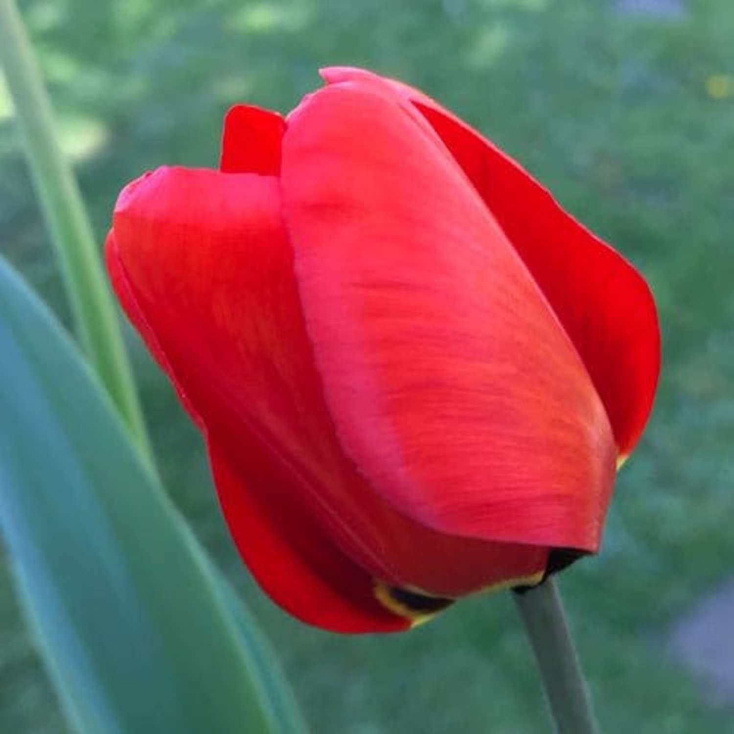 Tulipe 'Apeldoorn'